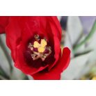 Piros mű tulipán levelekkel - 67 cm
