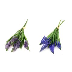 Muscari szálas levéllel -2 féle - 27 cm  