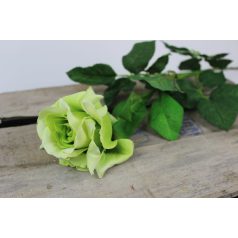Zöld virágzó rózsa - 70 cm