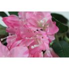 Rózsaszín mű havasszépe szárral, levelekkel - 79 cm