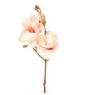 Magnólia ág - 3 virágos - Barack - 50 cm