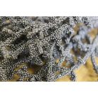 Sötétszürke korallág - 70 cm