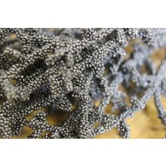 Sötétszürke korallág - 70 cm