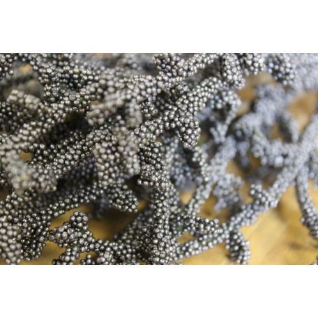 Sötétszürke korallág - 70 cm