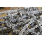 Sötétszürke korallág - 35 cm