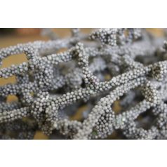 Sötétszürke korallág - 35 cm