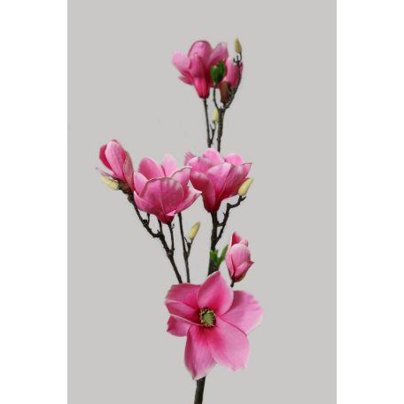 Ciklámen mű magnólia - 104 cm