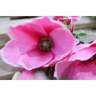 Ciklámen mű magnólia - 104 cm