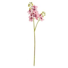 Selyemvirág lepkeorchidea - 60 cm