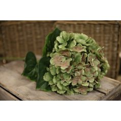 Zöld-rózsaszín hortenzia - 80 cm