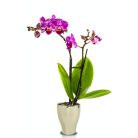 Orchidea kaspó - Moon - Arany - 14x18 cm - Raktáron