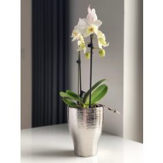   Orchidea kaspó - Moon - gravírozott - Ezüst - 18 cm - Raktáron