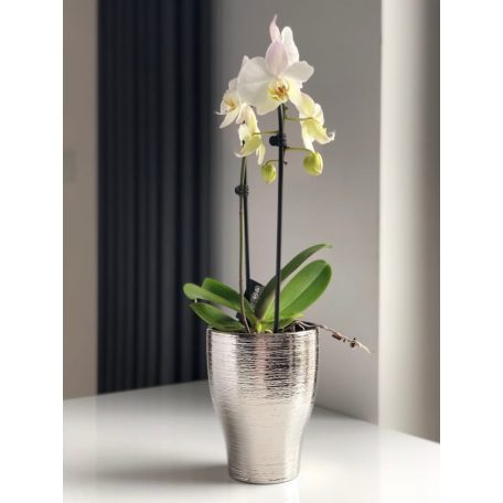 Orchidea kaspó - Moon - gravírozott - Ezüst - 18 cm - Raktáron