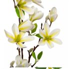 Magnólia ág gumi - Krém - 80 cm 