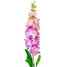 Viola szálas - 4 színben - 85 cm