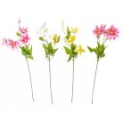 Klematisz ág gumi - 5 virágos - 78 cm