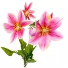 Klematisz ág gumi - 5 virágos - 78 cm