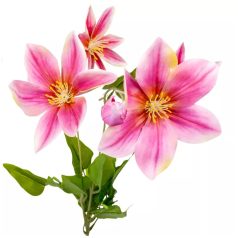 Klematisz ág gumi - 5 virágos - 78 cm