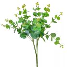 Eukaliptusz bokor - 16 ágú - 48 cm