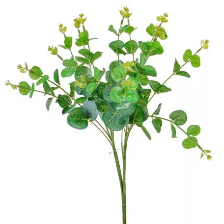 Eukaliptusz bokor - 16 ágú - 48 cm