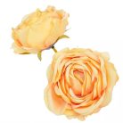 Rózsa virágfej - Barack - 8 cm - 24 db/csomag