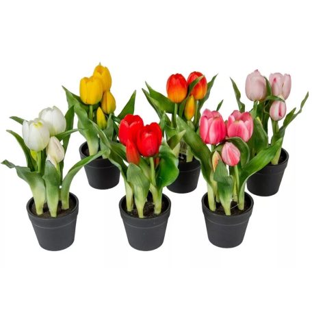Cserepes tulipán gumi - 5 virágos - 6 színben - 22 cm
