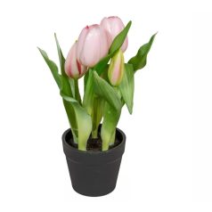  Rózsaszín cserepes tulipán - 5 virágos - 22 cm