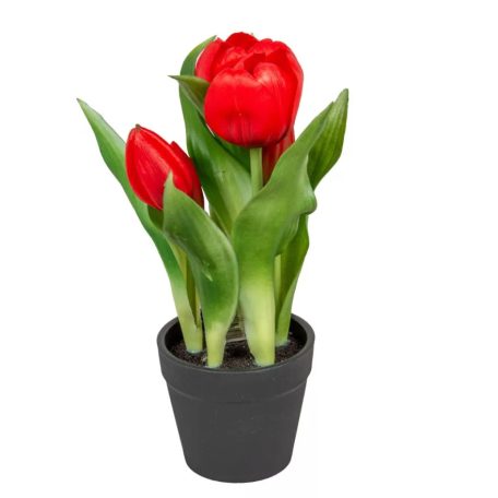 Cserepes tulipán gumi - Piros - 5 virágos - 22 cm