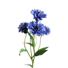 Kék mű búzavirág - 62 cm