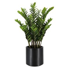 Mű legénypálma virágcserépben -- 120 cm  