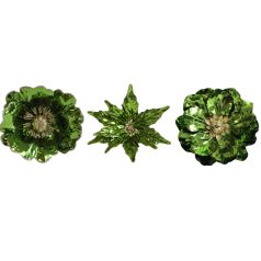 Zöld fényes magnólia - 12 cm 