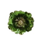 Zöld fényes magnólia - 14 cm 