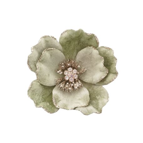 Világoszöld magnólia cspesszel - 15 cm