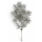 Havas tűlevelű fenyő - 50 cm 