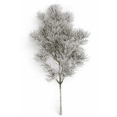 Havas tűlevelű fenyő - 50 cm 