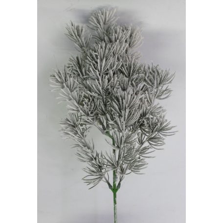 Havas tűlevelű fenyő - 50 cm 
