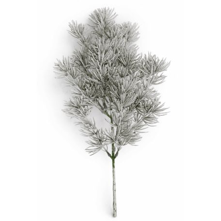 Havas tűlevelű fenyő - 50 cm 