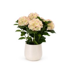 Rózsaszínű műhortenzia kaspóban - 60 cm 