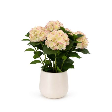Rózsaszínű műhortenzia kaspóban - 60 cm 