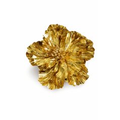 Arany fényes magnólia - 13 cm