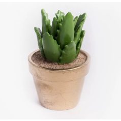 Kaktusz cserépben - 10,6 cm