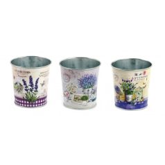 Kaspó levendulás - 3 féle - 8 cm, 10 cm, 12 cm  