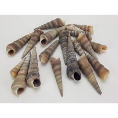 Hegyes szürke kagyló - 5-7 cm - 10 dkg/csomag