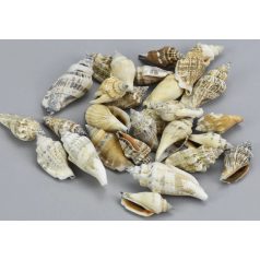 Vegyes csigák - 4-6 cm - 10 dkg/csomag