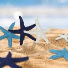 Tengeri csillag csomag - 6x6 cm - 6 db/csomag - Raktáron