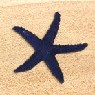 Tengeri csillag csomag - 6x6 cm - 6 db/csomag - Raktáron