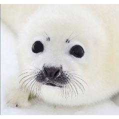 Ambiente Baby Seal papírszalvéta 33x33cm - 20db-os