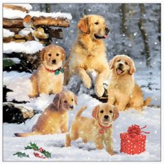   Ambiente papírszalvéta - Golden retriever puppies - 25x25 cm, 33x33 cm - 20 db/csomag