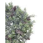 Tobozos tuja alap hamvas - 36 cm
