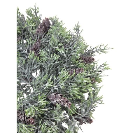 Tobozos tuja alap hamvas - 36 cm